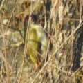 Picus viridis (Grünspecht) Weibchen